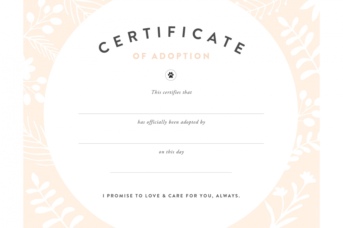 Pretty Fluffy with Pet Adoption Certificate Template