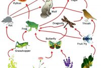A Food Web Eagle Python Wolf Dragonfly Thrush Rat Frog within Blank Food Web Template